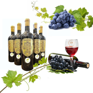 Rượu vang Pháp Quentin